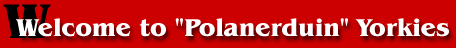 Welcome to Polanerduin Yorkies
